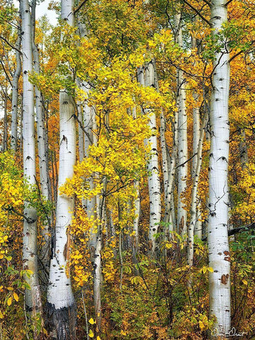 Yellow Woods V White Modern Wood Framed Art Print with Double Matting by Drost, David