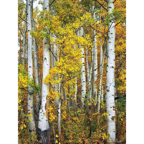 Yellow Woods V Black Modern Wood Framed Art Print with Double Matting by Drost, David