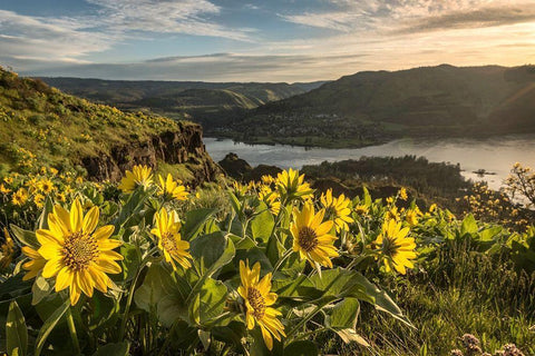 Soaking Up the Sun Black Ornate Wood Framed Art Print with Double Matting by Head, Danny