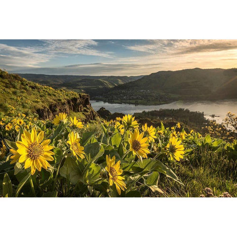 Soaking Up the Sun Gold Ornate Wood Framed Art Print with Double Matting by Head, Danny