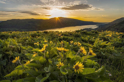 Wake Up Call White Modern Wood Framed Art Print with Double Matting by Head, Danny