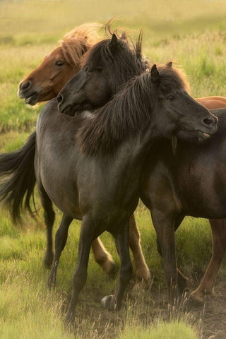 Play Time Black Ornate Wood Framed Art Print with Double Matting by Head, Danny