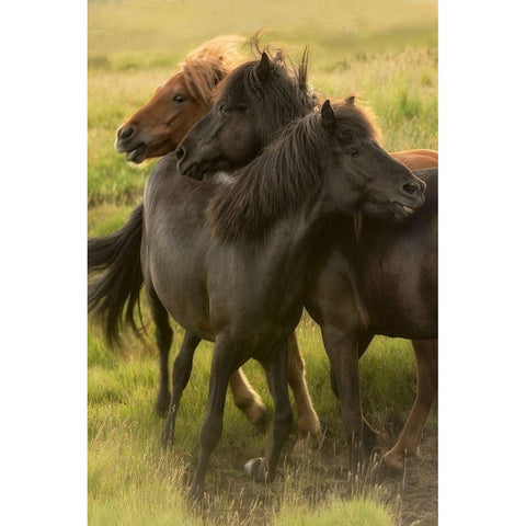 Play Time Black Modern Wood Framed Art Print with Double Matting by Head, Danny