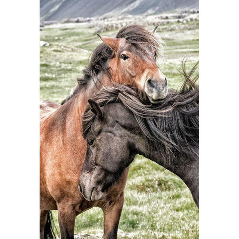 Best Friends Black Modern Wood Framed Art Print with Double Matting by Head, Danny