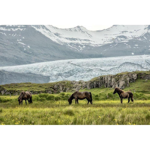Grazing at the Glacier Black Modern Wood Framed Art Print by Head, Danny
