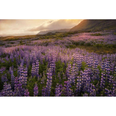 Field of Lupines Gold Ornate Wood Framed Art Print with Double Matting by Head, Danny