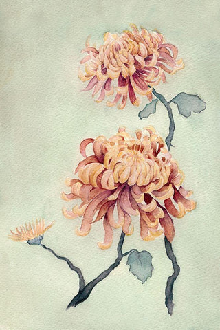 Chrysanthemum Beauty I White Modern Wood Framed Art Print with Double Matting by Chabot, Natasha