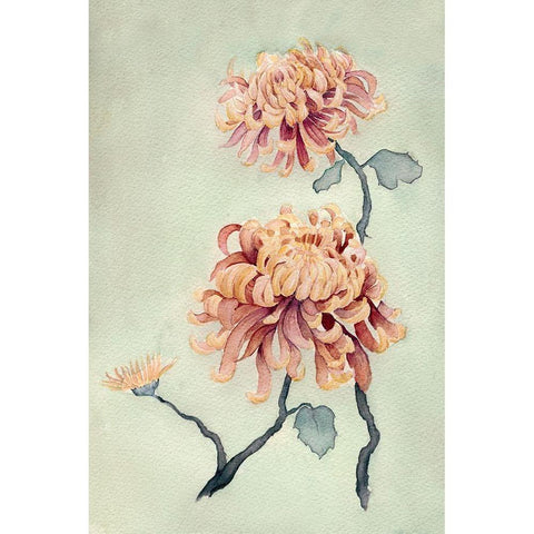 Chrysanthemum Beauty I Black Modern Wood Framed Art Print by Chabot, Natasha
