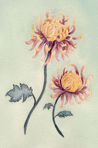 Chrysanthemum Beauty II White Modern Wood Framed Art Print with Double Matting by Chabot, Natasha
