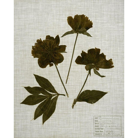 Pressed Leaves on Linen II Black Modern Wood Framed Art Print with Double Matting by Vision Studio