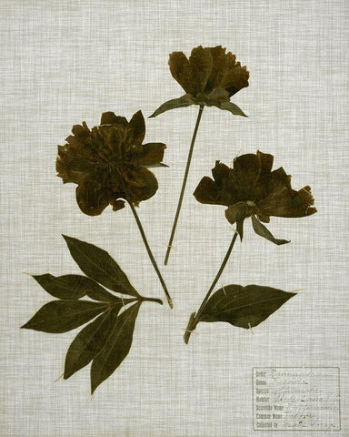 Pressed Leaves on Linen II White Modern Wood Framed Art Print with Double Matting by Vision Studio