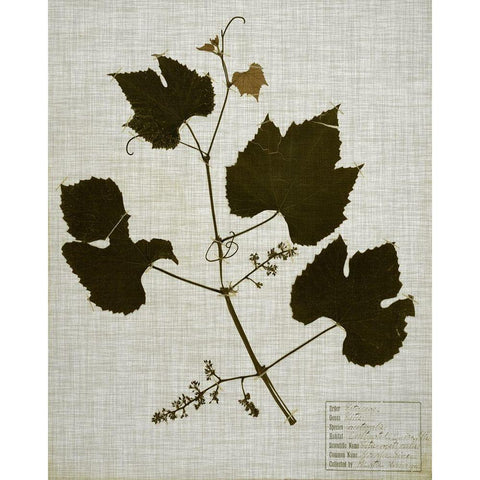 Pressed Leaves on Linen III Black Modern Wood Framed Art Print with Double Matting by Vision Studio