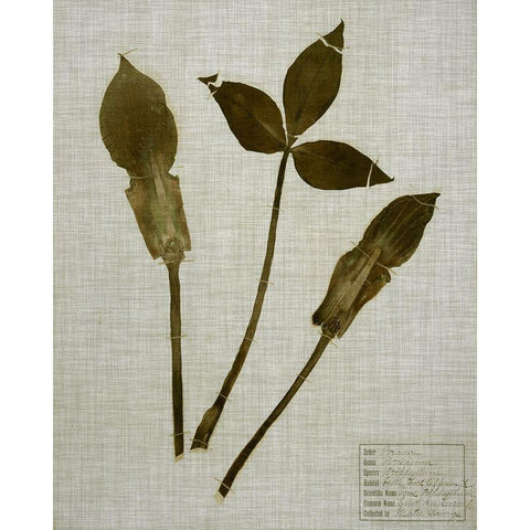 Pressed Leaves on Linen IV Black Modern Wood Framed Art Print with Double Matting by Vision Studio