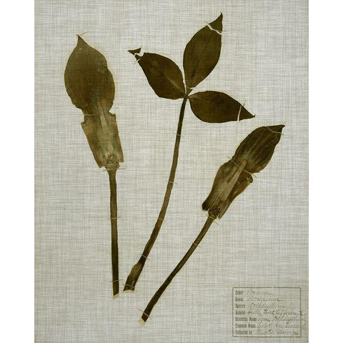 Pressed Leaves on Linen IV Black Modern Wood Framed Art Print by Vision Studio