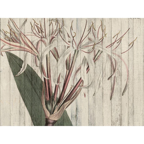 Rustic Floral I Gold Ornate Wood Framed Art Print with Double Matting by Studio W