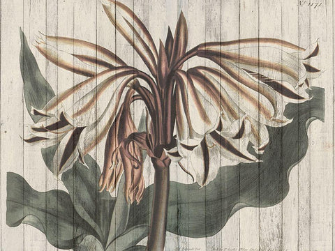 Rustic Floral III White Modern Wood Framed Art Print with Double Matting by Studio W