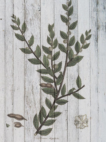 Rustic Greenery II White Modern Wood Framed Art Print with Double Matting by Studio W