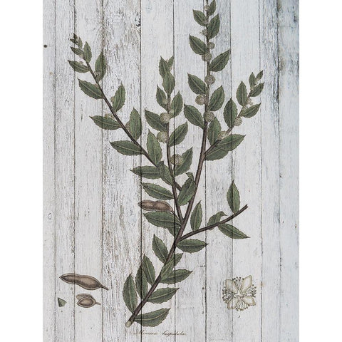 Rustic Greenery II Black Modern Wood Framed Art Print with Double Matting by Studio W