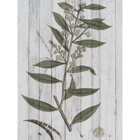 Rustic Greenery III Gold Ornate Wood Framed Art Print with Double Matting by Studio W