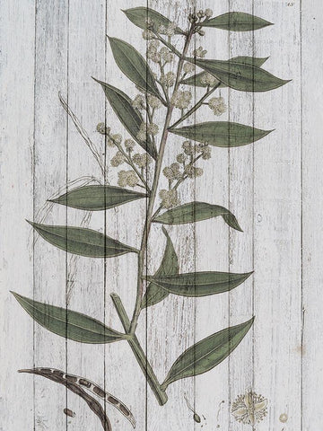 Rustic Greenery III White Modern Wood Framed Art Print with Double Matting by Studio W
