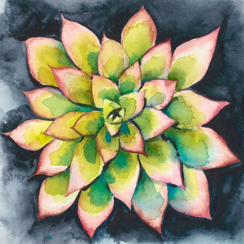 Succulent Rosette IV Black Modern Wood Framed Art Print with Double Matting by Zarris, Chariklia