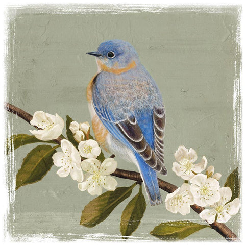 Bluebird Branch II White Modern Wood Framed Art Print with Double Matting by Borges, Victoria