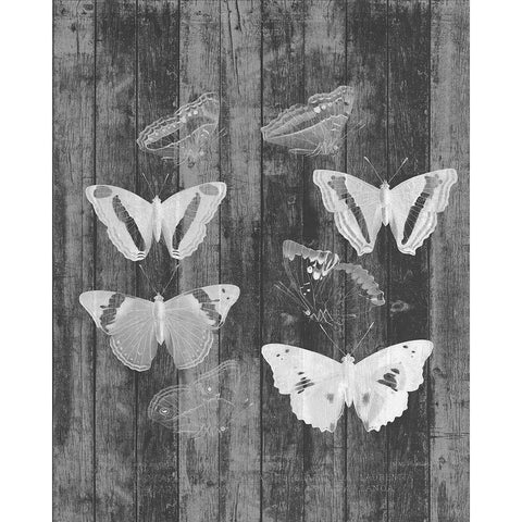 Rustic Butterfly Chart I Black Modern Wood Framed Art Print with Double Matting by Goldberger, Jennifer