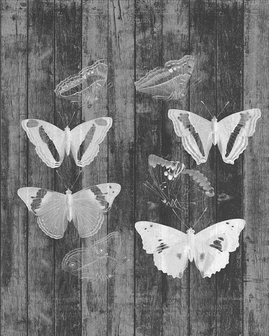 Rustic Butterfly Chart I White Modern Wood Framed Art Print with Double Matting by Goldberger, Jennifer