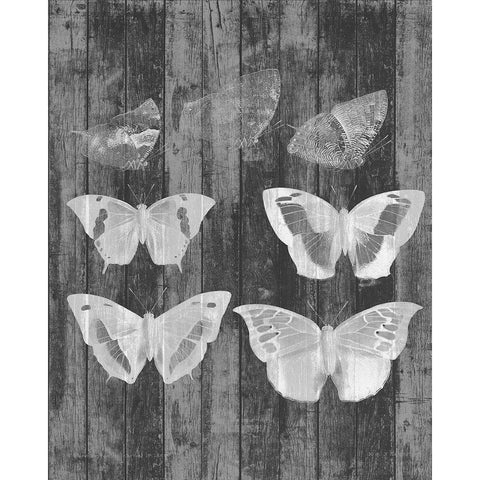 Rustic Butterfly Chart III Black Modern Wood Framed Art Print with Double Matting by Goldberger, Jennifer