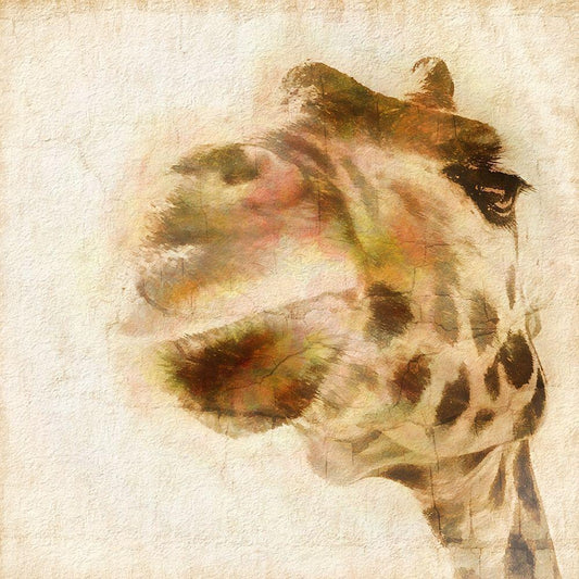 Image Only