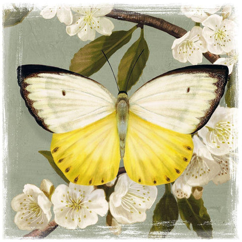 Butterfly Branch I White Modern Wood Framed Art Print with Double Matting by Borges, Victoria