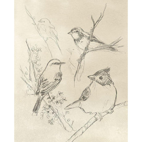 Vintage Songbird Sketch I White Modern Wood Framed Art Print by Vess, June Erica