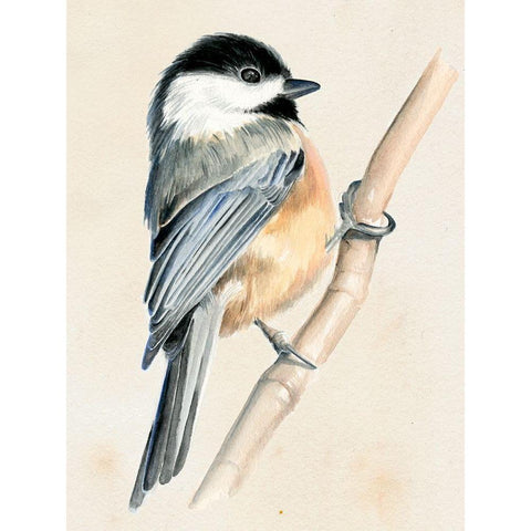 Little Bird on Branch II Black Modern Wood Framed Art Print with Double Matting by Parker, Jennifer Paxton