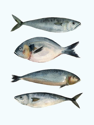 Four Fish II White Modern Wood Framed Art Print with Double Matting by Scarvey, Emma