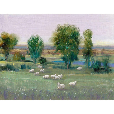 Field of Sheep I White Modern Wood Framed Art Print by OToole, Tim