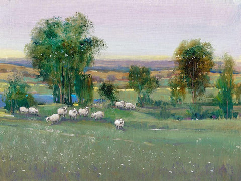 Field of Sheep II White Modern Wood Framed Art Print with Double Matting by OToole, Tim