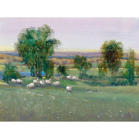 Field of Sheep II Black Modern Wood Framed Art Print with Double Matting by OToole, Tim