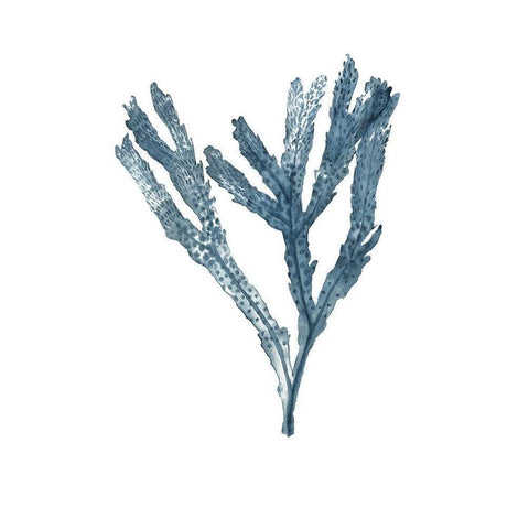 Seaweed Specimens on White I White Modern Wood Framed Art Print by McCavitt, Naomi