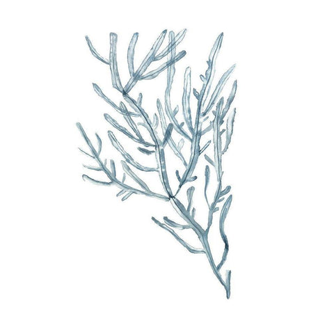 Seaweed Specimens on White III Black Modern Wood Framed Art Print with Double Matting by McCavitt, Naomi