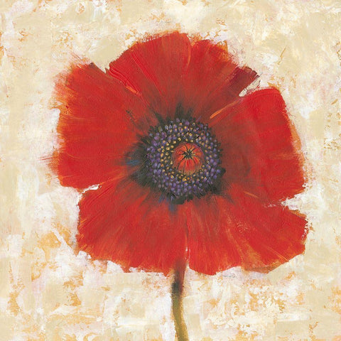 Red Poppy Portrait II White Modern Wood Framed Art Print with Double Matting by OToole, Tim