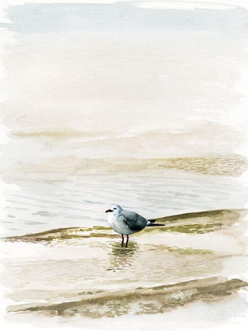 Coastal Gull II White Modern Wood Framed Art Print with Double Matting by Borges, Victoria