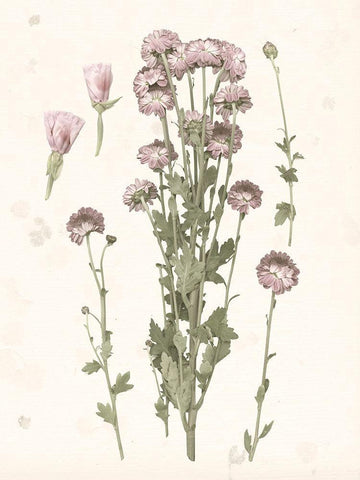 Pressed Blooms I White Modern Wood Framed Art Print with Double Matting by Popp, Grace