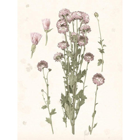Pressed Blooms I Black Modern Wood Framed Art Print by Popp, Grace