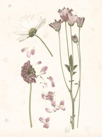 Pressed Blooms II Black Ornate Wood Framed Art Print with Double Matting by Popp, Grace