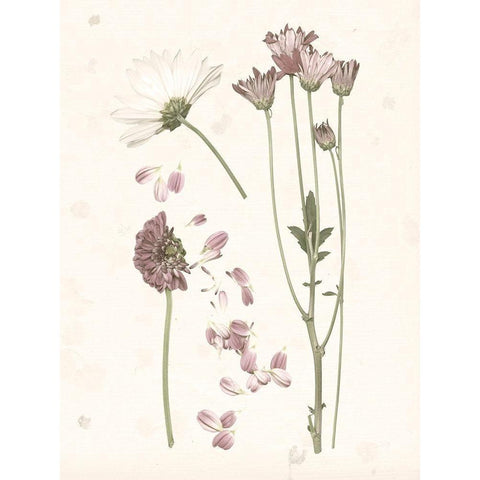 Pressed Blooms II White Modern Wood Framed Art Print by Popp, Grace