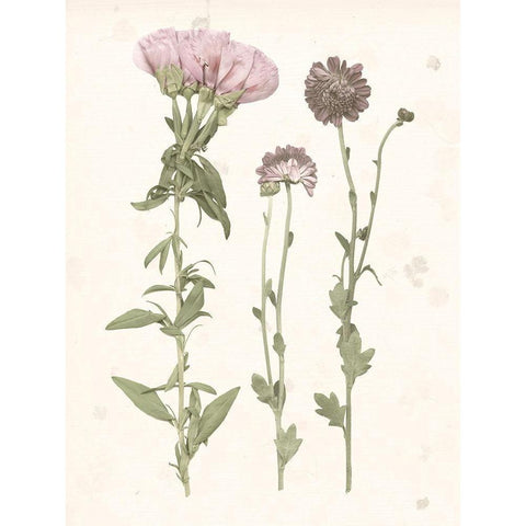 Pressed Blooms III Black Modern Wood Framed Art Print with Double Matting by Popp, Grace