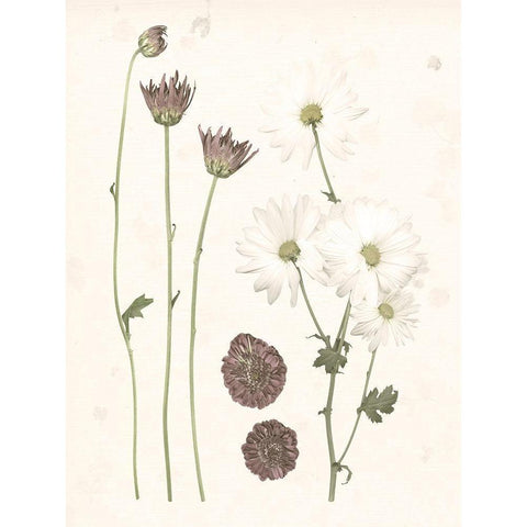 Pressed Blooms IV Black Modern Wood Framed Art Print with Double Matting by Popp, Grace