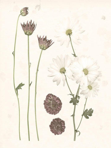 Pressed Blooms IV White Modern Wood Framed Art Print with Double Matting by Popp, Grace