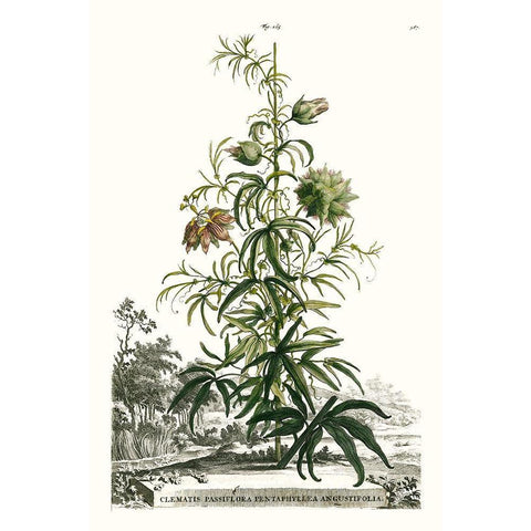 Munting Garden Varieties I Gold Ornate Wood Framed Art Print with Double Matting by Munting, Abraham