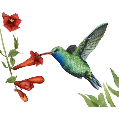 Hummingbird and Flower I Black Modern Wood Framed Art Print by Popp, Grace